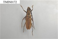 單條深山天牛藏品圖，第2張